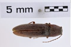 Foto (Dorsalansicht) von Melanotus cribriventris (Blatchley, 1910) (NHMW-ZOO-COL-0007789)